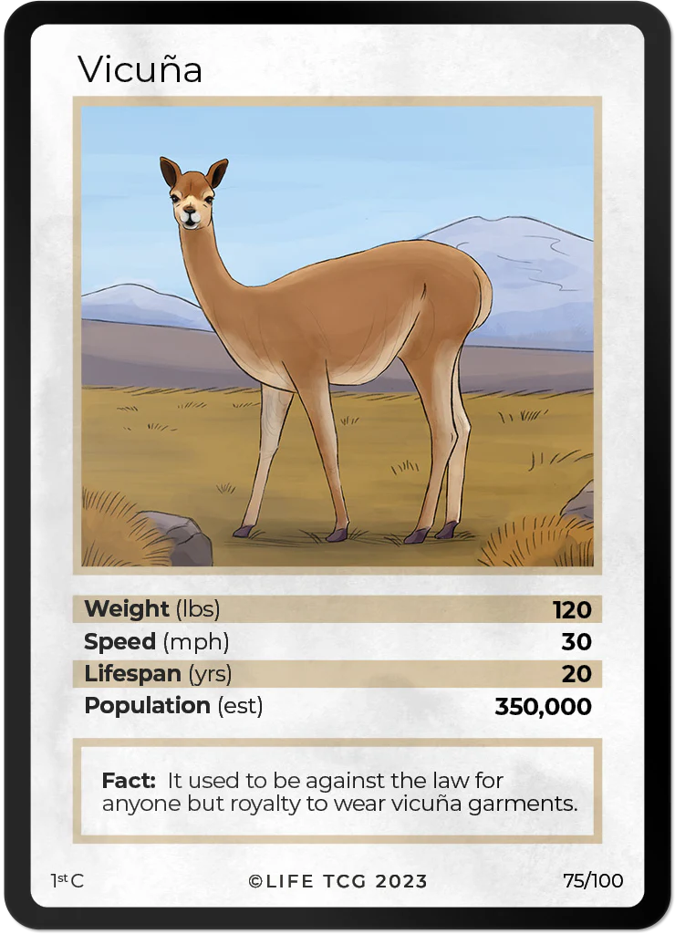 Vicuña