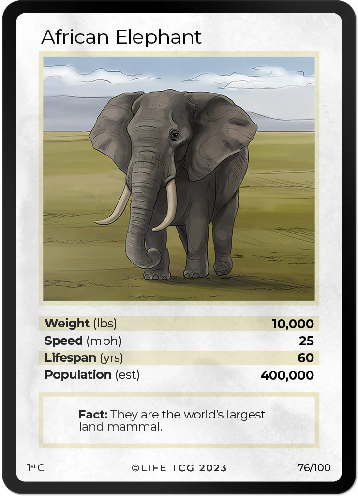 African Elephant