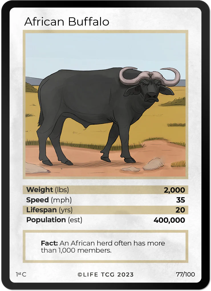 African Buffalo