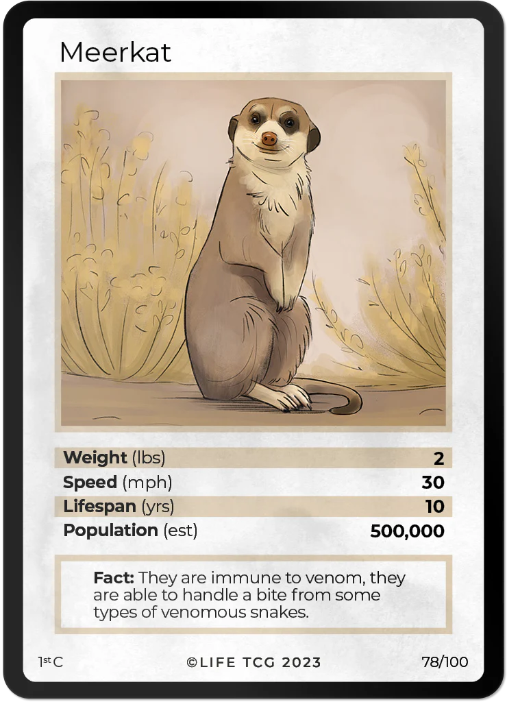 Meerkat
