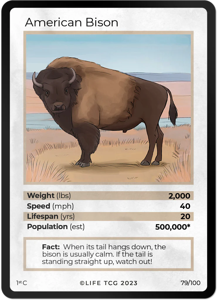 American Bison