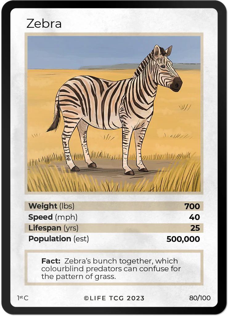 Zebra