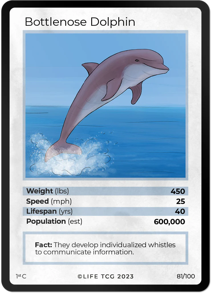Bottlenose Dolphin