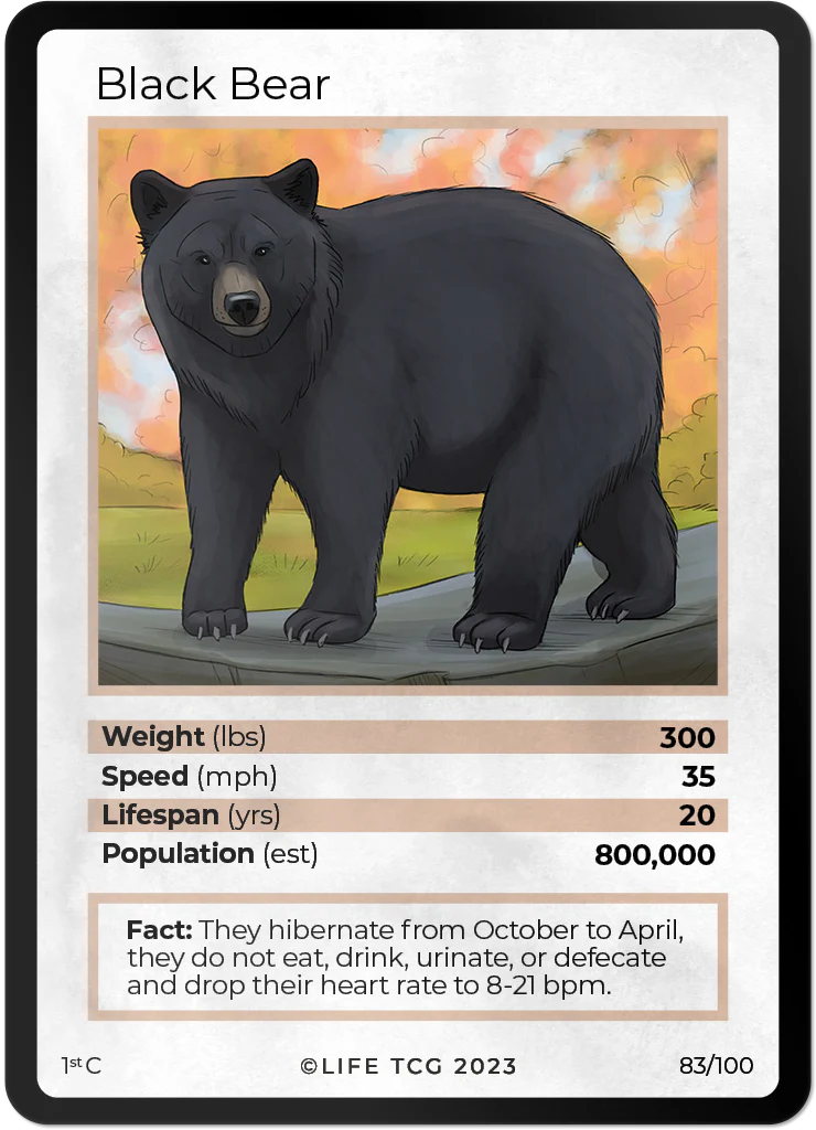 Black Bear