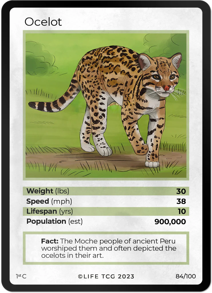Ocelot