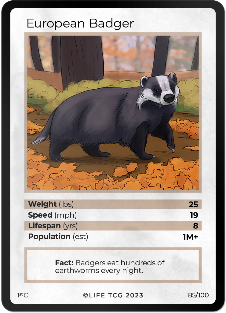 European Badger