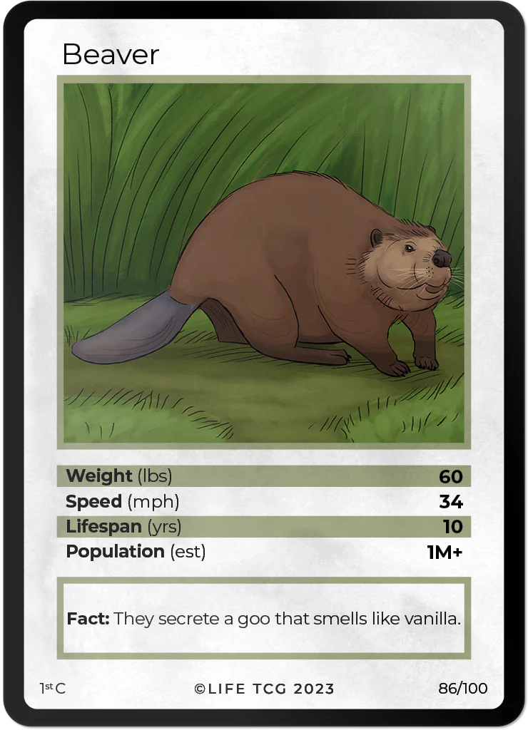 Beaver