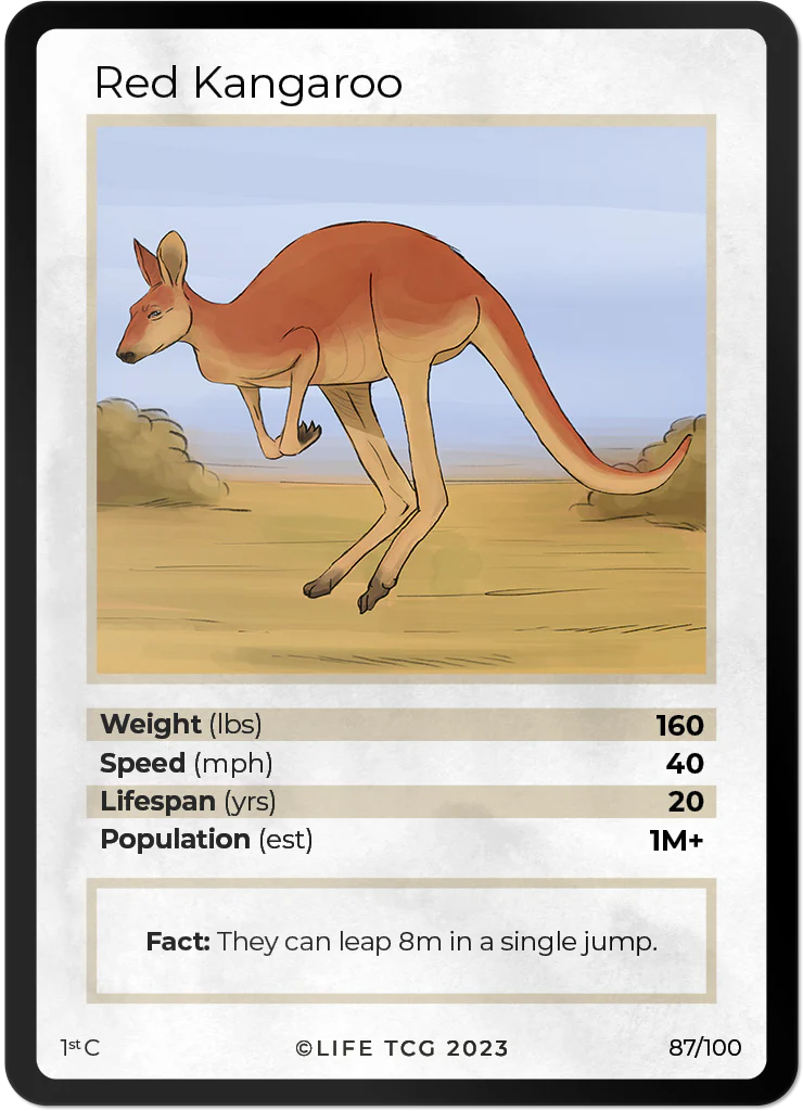 Red Kangaroo