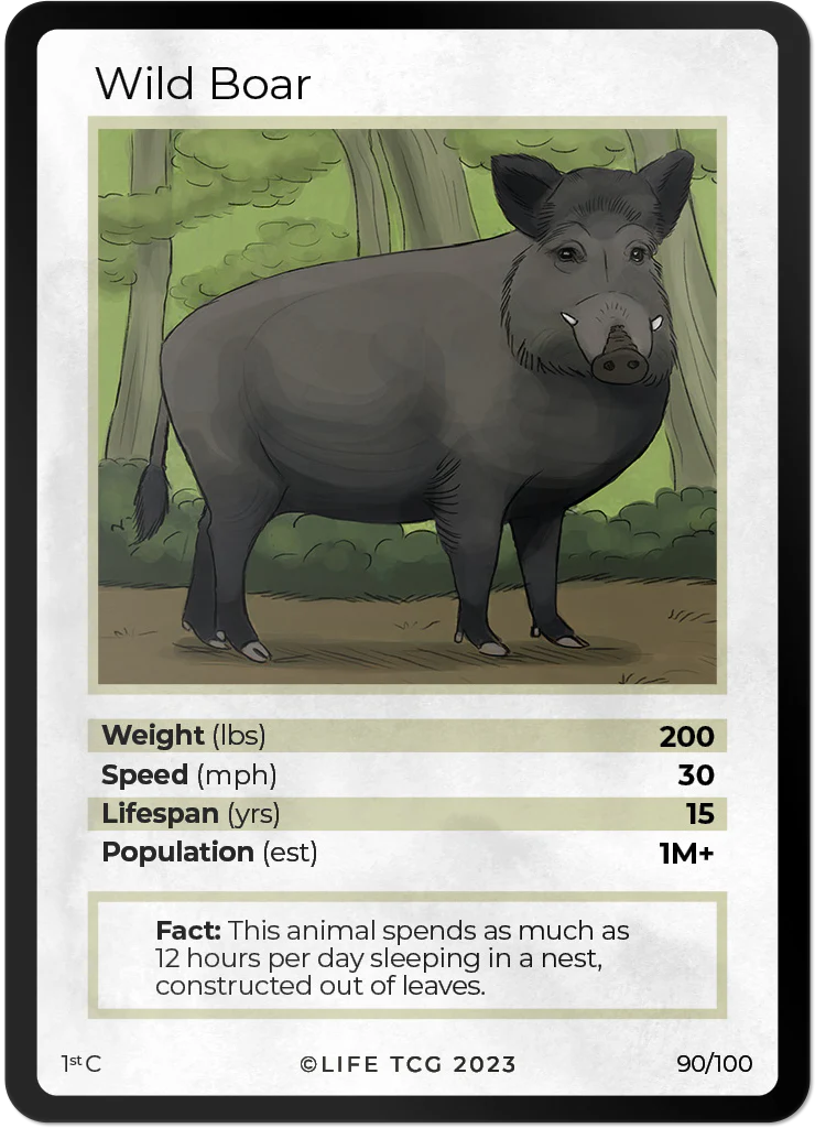 Wild Boar