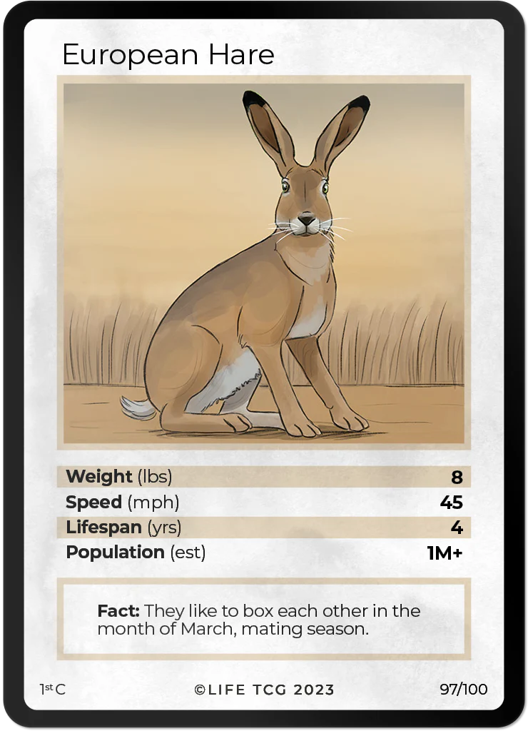 European Hare