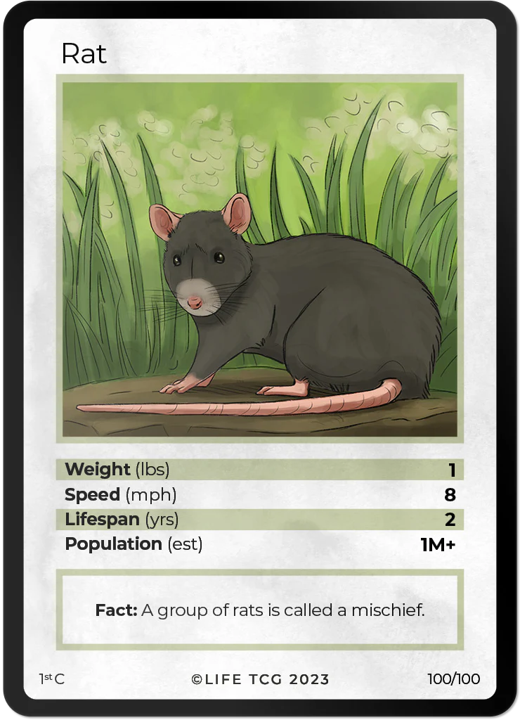 Rat