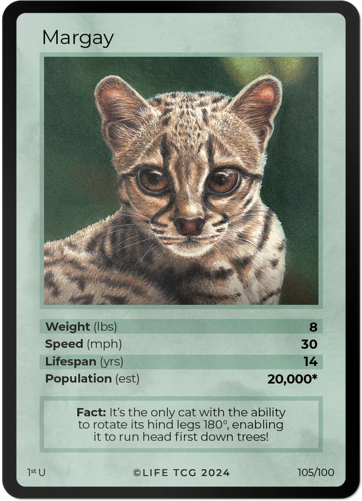Margay