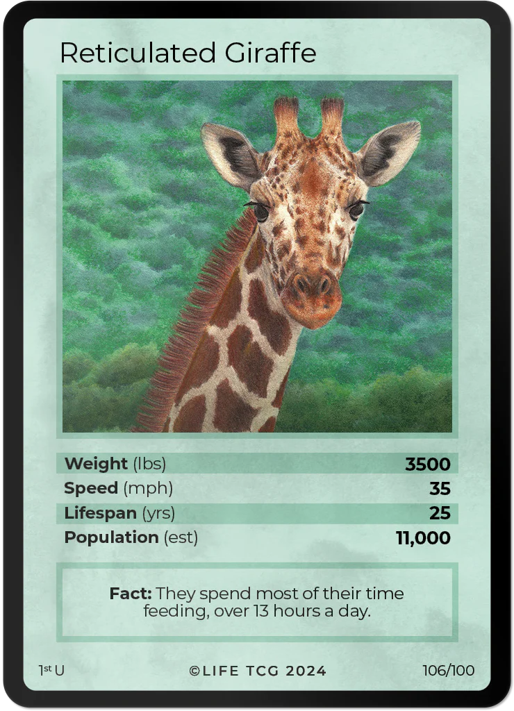 Reticulated Giraffe