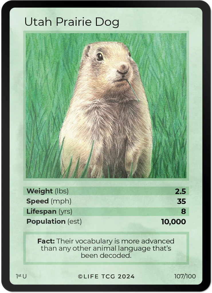 Utah Prarie Dog