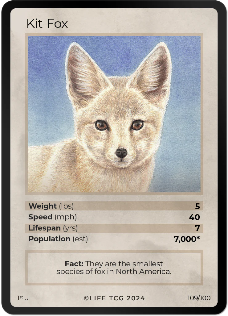 Kit Fox