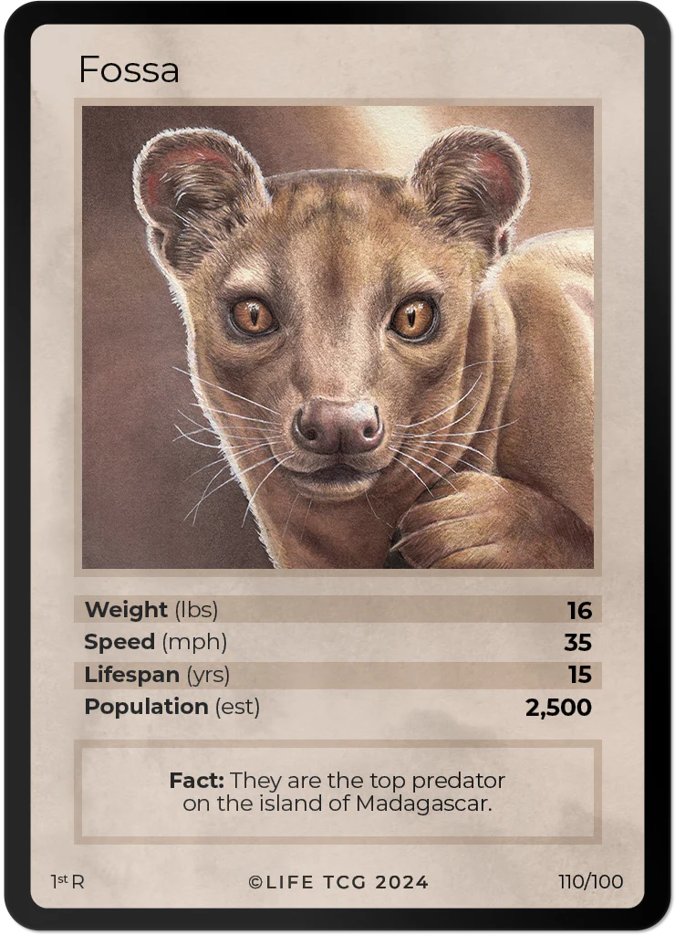 Fossa