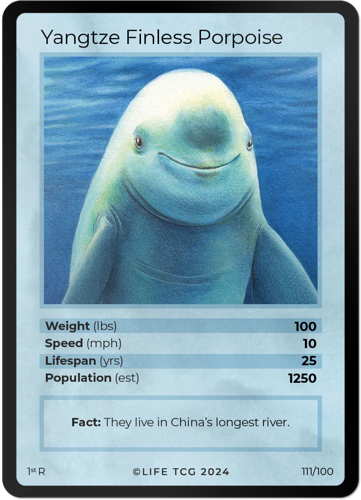 Yangtze Finless Porpoise
