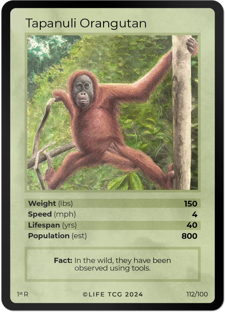 Tapanuli Orangutan