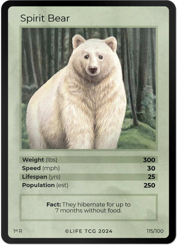 Spirit Bear
