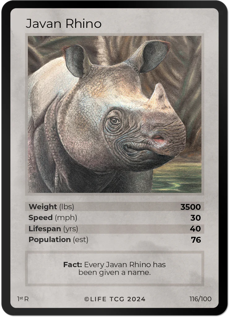 Javan Rhino