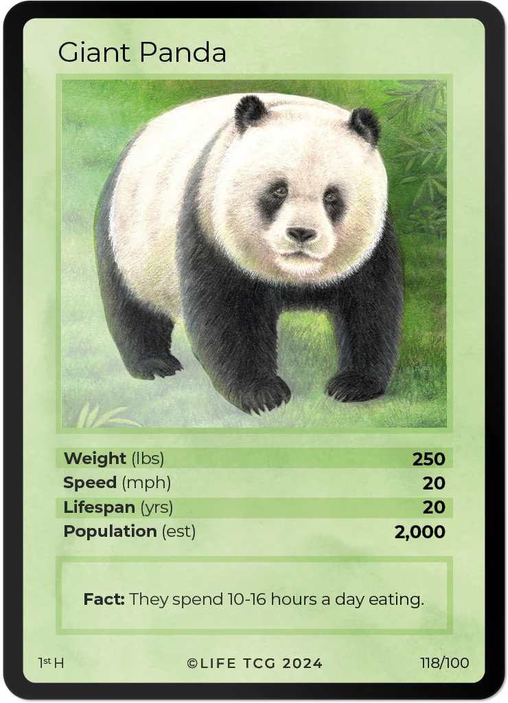 Giant Panda*